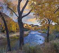 Cottonwood (Populus sp) trees along the Rio Grande in autumn, Wild Rivers Recreation Area, New Mexico
