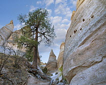 Ponderosa Pine (Pinus ponderosa) tree in slot canyon, Kasha-Katuwe Tent Rocks National Monument, New Mexico