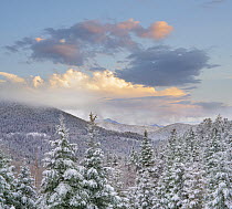 Coniferous forest in winter, Aspen Vista, Santa Fe National Forest, New Mexico