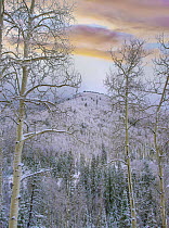 Quaking Aspen (Populus tremuloides) trees in winter, Aspen Vista, Santa Fe National Forest, New Mexico