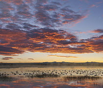 Snow Goose (Chen caerulescens) flock in pond at sunrise, Bosque del Apache National Wildlife Refuge, New Mexico