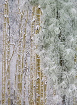 Quaking Aspen (Populus tremuloides) and Ponderosa Pine (Pinus ponderosa) trees in winter, Santa Fe National Forest, New Mexico