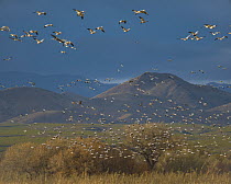 Snow Goose (Chen caerulescens) and Sandhill Crane (Grus canadensis) flocks flying, Bosque del Apache National Wildlife Refuge, New Mexico