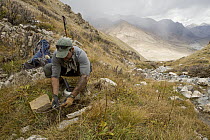 Snow Leopard (Panthera uncia) biologist, Shannon Kachel, setting snare trap used for catching and collaring snow leopards, Sarychat-Ertash Strict Nature Reserve, Tien Shan Mountains, eastern Kyrgyzsta...