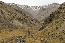 Snow Leopard (Panthera uncia) biologist, Shannon Kachel, walking in mountains, Sarychat-Ertash Strict Nature Reserve, Tien Shan Mountains, eastern Kyrgyzstan
