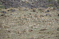 Argali (Ovis ammon) female flock, Sarychat-Ertash Strict Nature Reserve, Tien Shan Mountains, eastern Kyrgyzstan