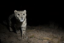 Snow Leopard (Panthera uncia) wild male at night, Sarychat-Ertash Strict Nature Reserve, Tien Shan Mountains, eastern Kyrgyzstan