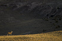 Argali (Ovis ammon) female, Sarychat-Ertash Strict Nature Reserve, Tien Shan Mountains, eastern Kyrgyzstan