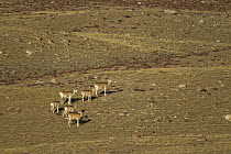 Argali (Ovis ammon) females and lambs, Sarychat-Ertash Strict Nature Reserve, Tien Shan Mountains, eastern Kyrgyzstan