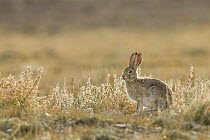 Tolai Hare (Lepus tolai), Sarychat-Ertash Strict Nature Reserve, Tien Shan Mountains, eastern Kyrgyzstan