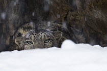 Snow Leopard (Panthera uncia) wild male peering over snow during snowfall before collaring, Sarychat-Ertash Strict Nature Reserve, Tien Shan Mountains, eastern Kyrgyzstan