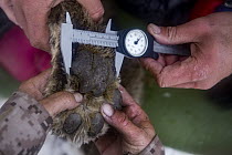 Snow Leopard (Panthera uncia) wild biologist, Shannon Kachel, and ranger, Ulan Abulgaziev, measuring metatarsal pad width of male during collaring, Sarychat-Ertash Strict Nature Reserve, Tien Shan Mou...