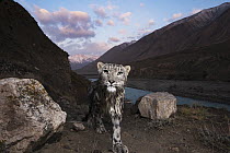 Snow Leopard (Panthera uncia) wild female, wet after having crossed river, in mountain valley, Uchkul River, Sarychat-Ertash Strict Nature Reserve, Tien Shan Mountains, eastern Kyrgyzstan