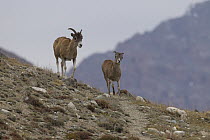 Argali (Ovis ammon) mother and lamb, Sarychat-Ertash Strict Nature Reserve, Tien Shan Mountains, eastern Kyrgyzstan