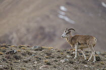 Argali (Ovis ammon) female, Sarychat-Ertash Strict Nature Reserve, Tien Shan Mountains, eastern Kyrgyzstan
