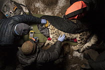 Snow Leopard (Panthera uncia) biologist, Shannon Kachel, and veterinarians, John Ochsenreiter and Ric Berlinski, collaring wild male at night, Sarychat-Ertash Strict Nature Reserve, Tien Shan Mountain...