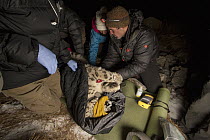Snow Leopard (Panthera uncia) biologist, Shannon Kachel, veterinarians, Ric Berlinski and Mairam Tolukaeva, collaring wild male snow leopard, Sarychat-Ertash Strict Nature Reserve, Tien Shan Mountains...