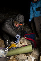 Snow Leopard (Panthera uncia) biologist Shannon Kachel, collaring wild male snow leopard at night, Sarychat-Ertash Strict Nature Reserve, Tien Shan Mountains, eastern Kyrgyzstan