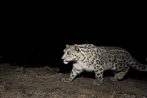 Snow Leopard (Panthera uncia) at night, Sarychat-Ertash Strict Nature Reserve, Tien Shan Mountains, eastern Kyrgyzstan