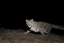 Snow Leopard (Panthera uncia) at night, Sarychat-Ertash Strict Nature Reserve, Tien Shan Mountains, eastern Kyrgyzstan