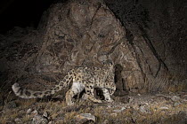 Snow Leopard (Panthera uncia) wild sub-adult approaching scent-marking cliff, Sarychat-Ertash Strict Nature Reserve, Tien Shan Mountains, eastern Kyrgyzstan