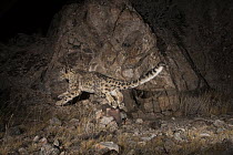 Snow Leopard (Panthera uncia) wild sub-adult leaping, Sarychat-Ertash Strict Nature Reserve, Tien Shan Mountains, eastern Kyrgyzstan