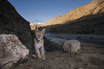 Eurasian Lynx (Lynx lynx) in mountain valley, Uchkul River, Sarychat-Ertash Strict Nature Reserve, Tien Shan Mountains, eastern Kyrgyzstan