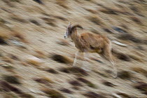 Argali (Ovis ammon) female running, Sarychat-Ertash Strict Nature Reserve, Tien Shan Mountains, eastern Kyrgyzstan
