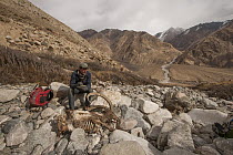 Snow Leopard (Panthera uncia) biologist, Shannon Kachel, taking notes on Siberian Ibex (Capra sibirica) male killed by snow leopard, Sarychat-Ertash Strict Nature Reserve, Tien Shan Mountains, eastern...