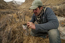Snow Leopard (Panthera uncia) biologist, Shannon Kachel, collecting scat, Sarychat-Ertash Strict Nature Reserve, Tien Shan Mountains, eastern Kyrgyzstan