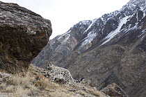 Snow Leopard (Panthera uncia) female with collar in mountains next to scent-marking rock, Sarychat-Ertash Strict Nature Reserve, Tien Shan Mountains, eastern Kyrgyzstan