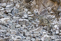 Snow Leopard (Panthera uncia) wild male with collar, camouflaged in rocky ravine, Sarychat-Ertash Strict Nature Reserve, Tien Shan Mountains, eastern Kyrgyzstan