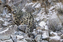 Snow Leopard (Panthera uncia) wild male with collar, Sarychat-Ertash Strict Nature Reserve, Tien Shan Mountains, eastern Kyrgyzstan
