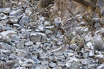 Snow Leopard (Panthera uncia) wild male with collar, camouflaged in rocky ravine, Sarychat-Ertash Strict Nature Reserve, Tien Shan Mountains, eastern Kyrgyzstan