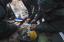 Snow Leopard (Panthera uncia) biologist, Shannon Kachel, veterinarian, Ric Berlinski, and volunteer, David Cooper, collaring male snow leopard, Sarychat-Ertash Strict Nature Reserve, Tien Shan Mountai...