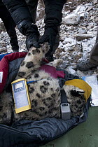 Snow Leopard (Panthera uncia) biologist, David Cooper, stimulating circulation of paw during collaring of male snow leopard, Sarychat-Ertash Strict Nature Reserve, Tien Shan Mountains, eastern Kyrgyzs...