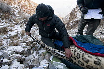 Snow Leopard (Panthera uncia) biologist, Shannon Kachel, measuring tail during collaring of male snow leopard, Sarychat-Ertash Strict Nature Reserve, Tien Shan Mountains, eastern Kyrgyzstan