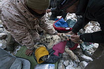 Snow Leopard (Panthera uncia) veterinarian, Ric Berlinski, and ranger, Urmat Solokov, drawing blood during collaring of male snow leopard, Sarychat-Ertash Strict Nature Reserve, Tien Shan Mountains, e...