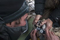 Snow Leopard (Panthera uncia) biologist, Shannon Kachel, and veterinarian, Ric Berlinski, measuring canine tooth of male during collaring, Sarychat-Ertash Strict Nature Reserve, Tien Shan Mountains, e...