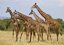 Masai Giraffe (Giraffa tippelskirchi) group, Masai Mara, Kenya