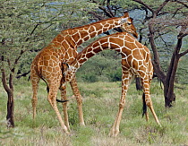 Reticulated Giraffe (Giraffa reticulata) sub-adult males fighting, Samburu-Isiolo Game Reserve, Kenya
