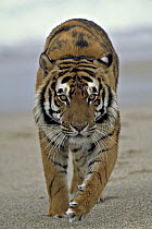 Tiger (Panthera tigris), native to Asia