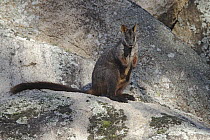Brush-tailed Rock Wallaby (Petrogale penicillata), Australian Capital Territory, Australia