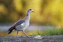 Egyptian Goose (Alopochen aegyptiacus), North Rhine-Westphalia, Germany