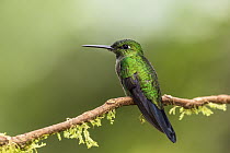 Buff-tailed Coronet (Boissonneaua flavescens) hummingbird, Tandayapa Valley, Ecuador