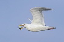 Glaucous Gull (Larus hyperboreus) flying with stolen egg prey, Iceland
