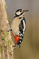 Great Spotted Woodpecker (Dendrocopos major) male, North Rhine-Westphalia, Germany