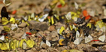 Leopard Lacewing (Cethosia cyane) and Common Grass Yellow (Eurema hecabe) butterflies feeding at mineral lick, Kaeng Krachan National Park, Thailand