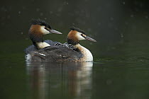 Great Crested Grebe (Podiceps cristatus) pair with chicks, North Rhine-Westphalia, Germany