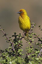 Cape Weaver (Ploceus capensis) male, Eastern Cape, South Africa